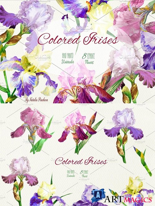 Colored Irises - 799268