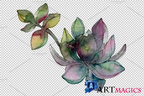 Succulents Watercolor png - 3750371