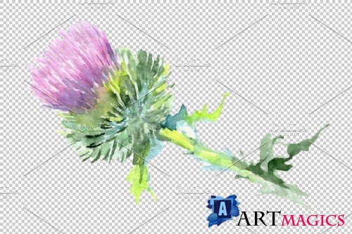 Thistle Watercolor png - 3746053