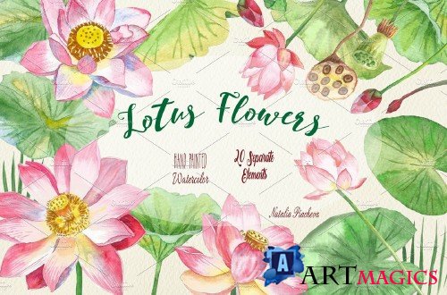 Lotus Flowers - 996576