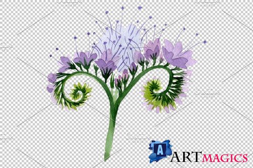 Phacelia Watercolor png - 3778854