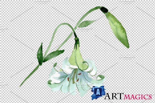 White lilies Watercolor png - 3780089