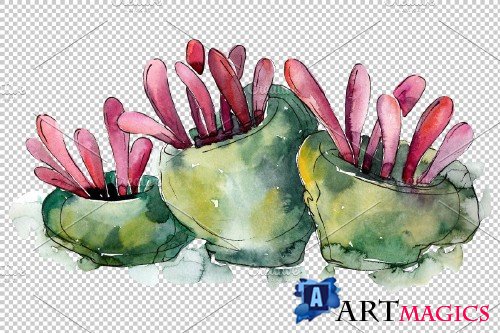 Corals for happiness watercolor png - 3788953