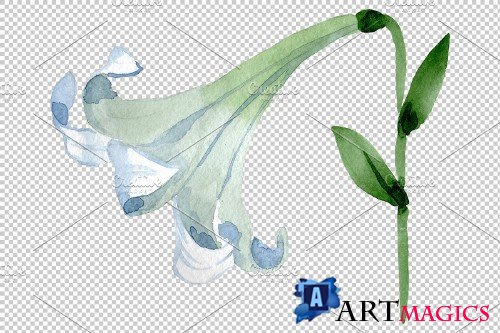 Lily white gift of nature watercolor - 3780779