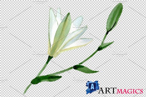 Lily white gift of nature watercolor - 3780779