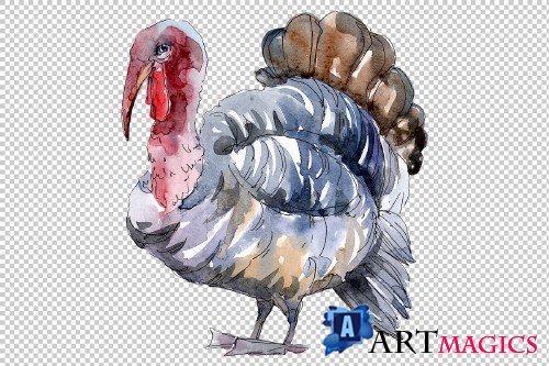 Agriculture: Turkey, chicken Watercolor png - 3785321