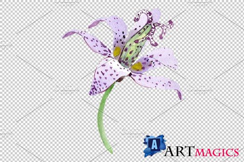 Lily toad watercolor png - 3780684