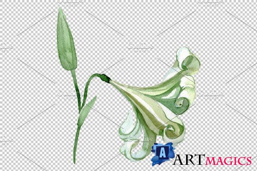 White lilies Watercolor png - 3780089
