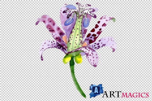 Lily toad watercolor png - 3780684