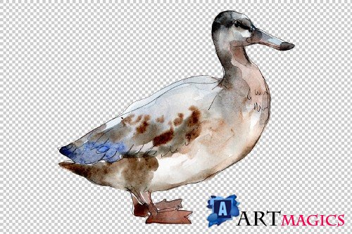Agriculture: goose,duck Watercolor - 3784257