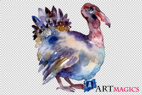 Agriculture: Turkey, chicken Watercolor png - 3785321