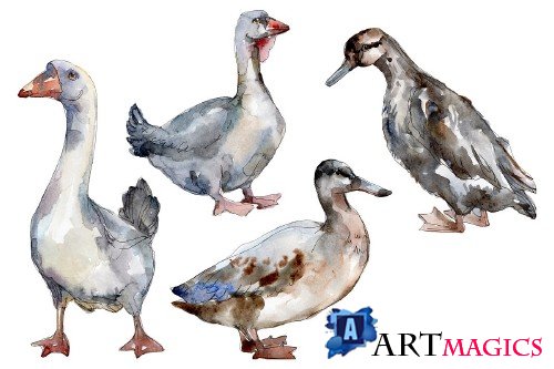Agriculture: goose,duck Watercolor - 3784257