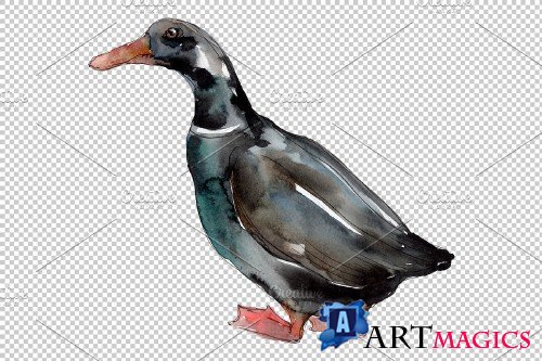 Farm animals: ducks Watercolor png - 3785552