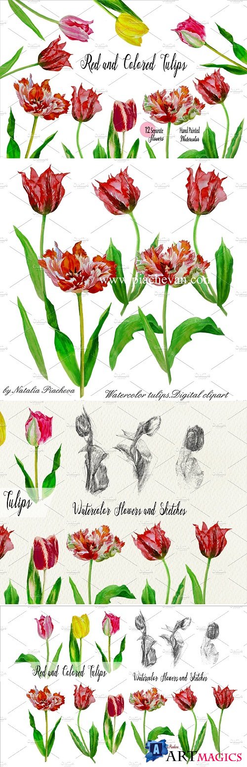 Red Tulips. Watercolor Clip Art - 523604