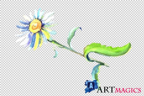 Daisy/chamomile Watercolor png - 3797902