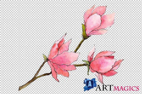 Tender pink magnolia PNG watercolor - 3079263