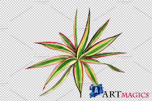 Dracaena maraginata tricolor - 3823402