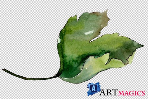 Gooseberry PNG watercolor plant set - 3095230