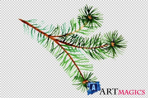 Branches of spruce and pine png set - 3082869