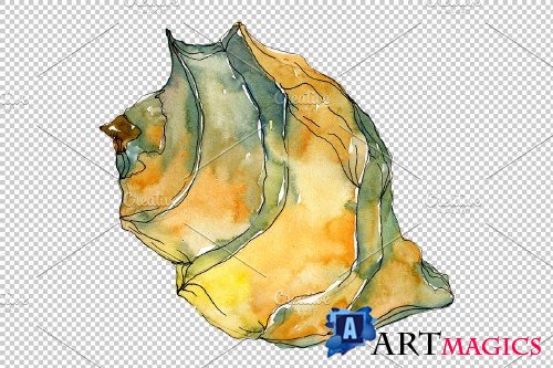 Shells Watercolor png - 3819299