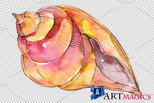 Sea shells watercolor png - 3819590