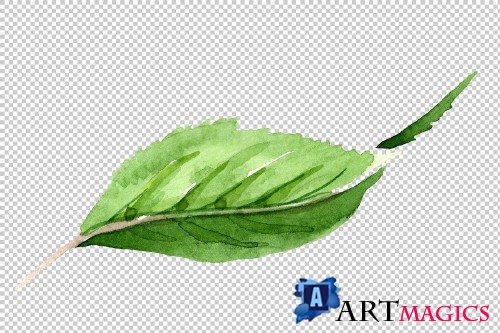 Tea leaf PNG watercolor set - 3102999