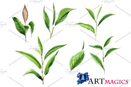 Tea leaf PNG watercolor set - 3102999