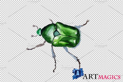 May beetle aurata watercolor png - 3839152