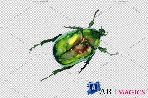 May beetle aurata watercolor png - 3839152