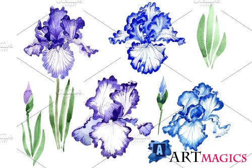 Iris bearded blue watercolor png - 3865155