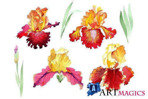 Iris plant Bold encounter watercolor - 3865146