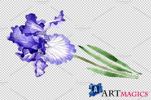 Iris bearded blue watercolor png - 3865155