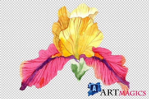 Iris plant Bold encounter watercolor - 3865146