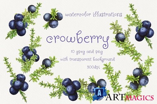 Crowberry. Watercolor illustration set - 274582