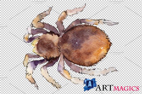 Tarantula Watercolor png - 3883324