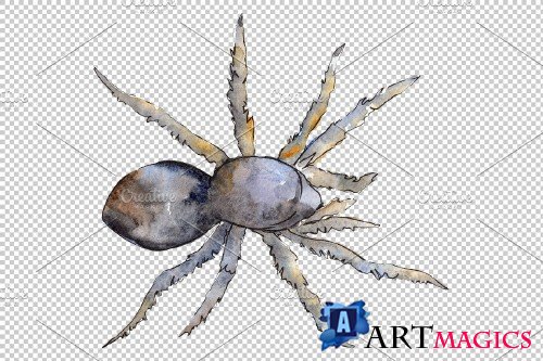 Tarantula Watercolor png - 3883324