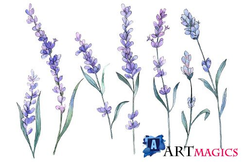 Plant lavender watercolor png - 3884828