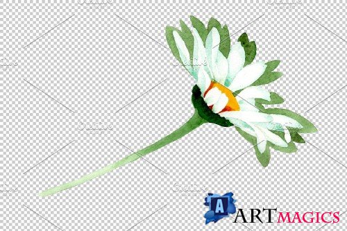 Chamomile white field watercolor png - 3883554