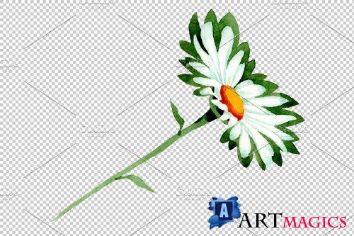 Chamomile white field watercolor png - 3883554