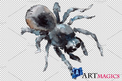Animal Tarantula Watercolor png - 3883353