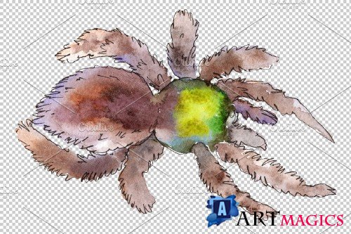 Tarantula exotic watercolor png - 3884539