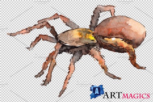 Animal Tarantula Watercolor png - 3883353