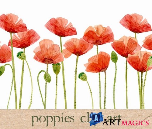 Watercolor Flowers, Poppies - 15954