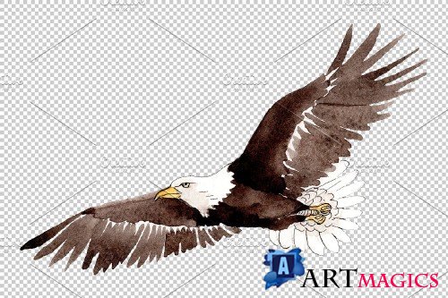 American bald eagle Watercolor png - 3899645