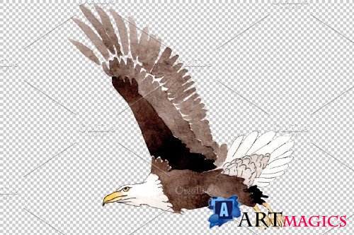 American bald eagle Watercolor png - 3899645