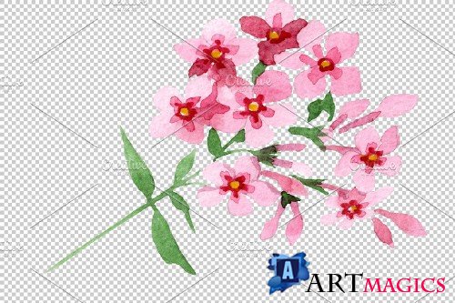 Phlox pink watercolor png - 3897668