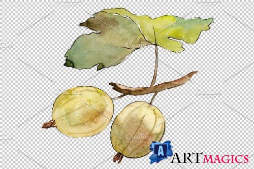 Gooseberry plain watercolor png - 3899475