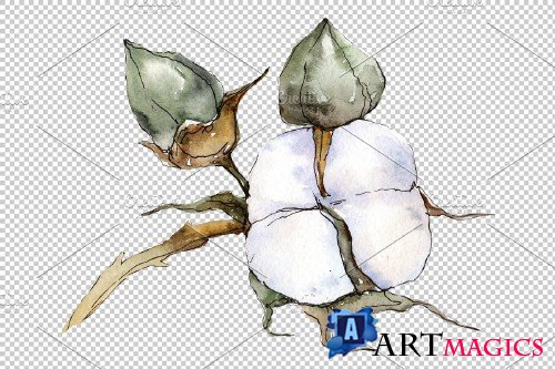 Cotton vegetable watercolor png - 3898891