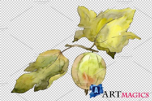 Gooseberry plain watercolor png - 3899475