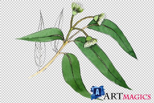 Eucalyptus branch PNG watercolor set - 3095313